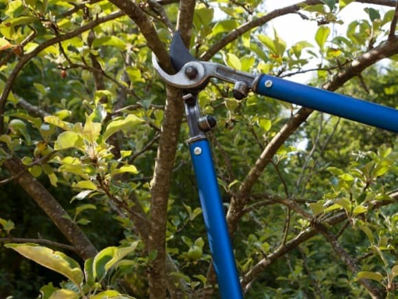 Tree Pruning Services Dublin and Kildare